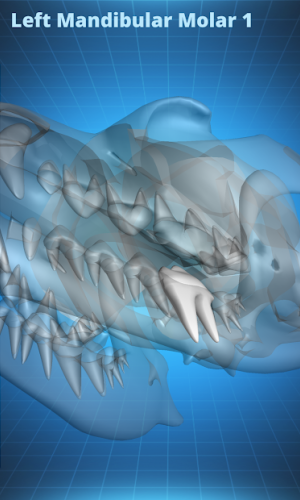 Bone Viewer - Dog Skull game picture 1 download