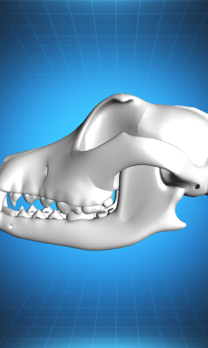 Bone Viewer - Dog Skull game picture 2 download