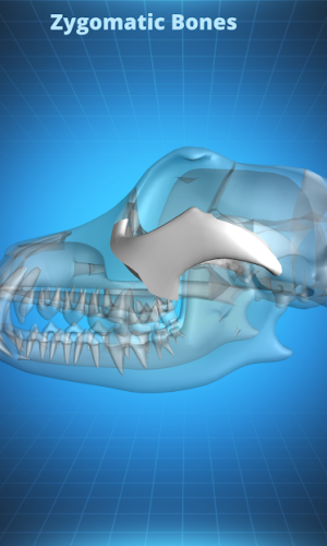 Bone Viewer - Dog Skull game picture 3 download